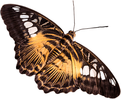 67613962 butterfly 2.png